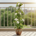 4x Thunbergia alata Sunny Susy White, Ø13cm Topf, 60cm hoch Bild 4