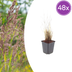 48x Diamantgras (Calamagrostis brachytricha) 10-25cm, Topf Ø9cm Bild 1
