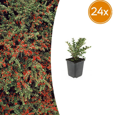 24x Cotoneaster horizontalis - ↕10-25cm - Ø9cm