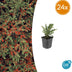 24x Cotoneaster horizontalis - ↕10-25cm - Ø9cm Bild 1