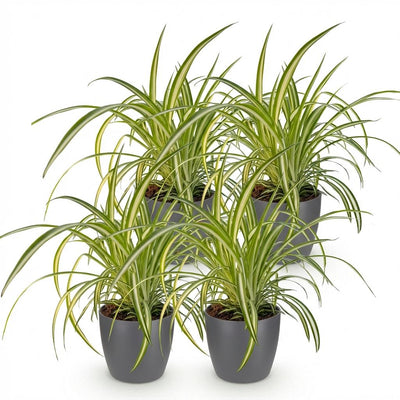 Bunte Graslilie (Chlorophytum comosum Variegatum) - 4 Pflanzen, Topf 12cm