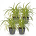 Bunte Graslilie (Chlorophytum comosum Variegatum) - 4 Pflanzen, Topf 12cm Bild 2