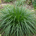 Carex oshimensis Evergreen - Japanisches Sauergras - Topf 11cm Bild 5