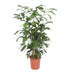 Caryota Mitis Fischschwanzpalme - 140 cm - Topf ø27 Bild 1
