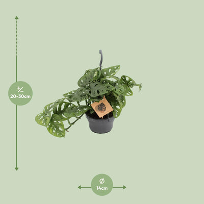Monstera Monkey Leaf Ø14cm - Tropische Eleganz für Ihr Zuhause