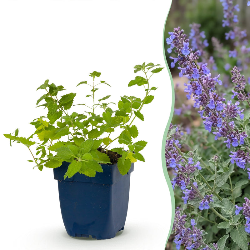 Green boutiQ - Stauden - Nepeta faassenii 'Six Hills Giant' - Katzenminze - Bienen- und Schmetterlingsanwerfer - Lila - 24 Pflanzen - Topf 11cm - Höhe 15-25cm