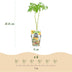 GreenboutiQ Obstpflanzen: Beeren-Trio - Winterhart - 3er Topf 9cm Bild 3