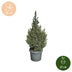 2x Picea glauca Sander's Blue - Blaue Zuckerhutfichte - Blau - Weihnachtsbaum - Ø23cm - ↕60cm Bild 5