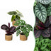 3x Baby Jungle Mix: Tropische Vielfalt Ø6cm, ↕10-15cm Bild 1