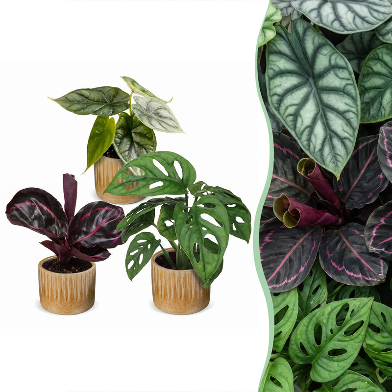3x Baby Jungle Mix: Tropische Vielfalt Ø6cm, ↕10-15cm