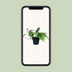 Epipremnum Cebu Blue (Pothos) - Ø12cm pot, approx. 20cm high Bild 5