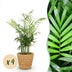 Areca Palm (Chamaedorea elegans) - 4 plants including baskets Bild 1