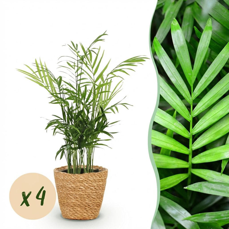 Areca Palm (Chamaedorea elegans) - 4 plants including baskets