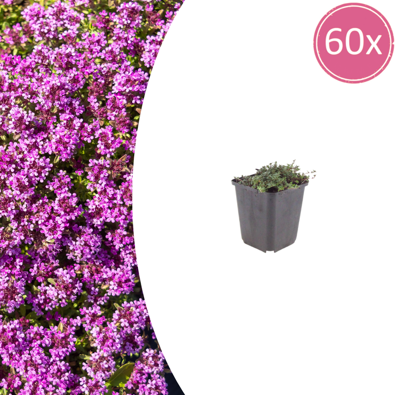 Thymus praecox 'Coccineus' - 60x Groundcover Thyme (10-25cm)