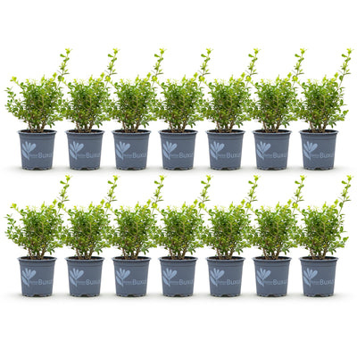 GreenboutiQ Buxus 'Babylon Beauty' - 14 Pflanzen für 2m Hecke
