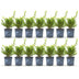 GreenboutiQ Boxwood 'Babylon Beauty' - 14 plants for a 2m hedge Bild 2