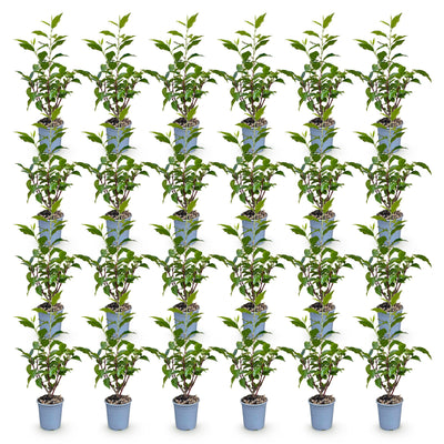 Green boutiQ - 24x Prunus lusitanica Angustifolia - Portugiesischer Lorbeer - Heckenpflanzen - Immergrün - Grün - Topf 9cm - Höhe 25-35cm