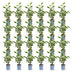Green boutiQ - 24x Prunus lusitanica Angustifolia - Portugiesischer Lorbeer - Heckenpflanzen - Immergrün - Grün - Topf 9cm - Höhe 25-35cm Bild 2