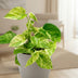 Epipremnum Marble Queen: Easy-care Houseplant with Marbling Bild 3