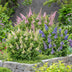 Buddleja davidii Butterfly Candy Little Tricolour, 3 Pflanzen Bild 5