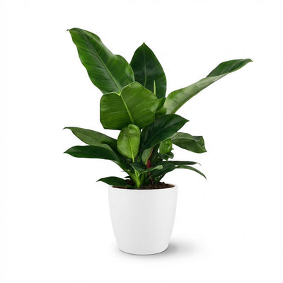 Philodendron Imperial Green Zimmerpflanze im weißen Übertopf (65cm)