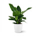 Philodendron Imperial Green Zimmerpflanze im weißen Übertopf (65cm) Bild 2