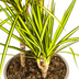 Dracaena Marginata Sunray Ø21cm - ↕100-110cm Bild 4