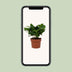 Arabica Kaffeepflanze im 12cm Topf - Ø12cm - ↕22cm Bild 6