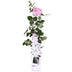 Rosa Crazy in Love 'Pink' Kletterrose im 15cm Topf, 65cm hoch Bild 5