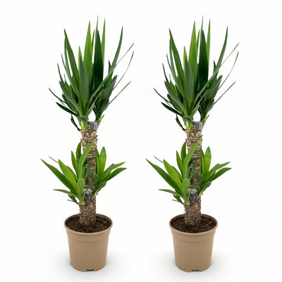 Yucca Elephantipes Zimmerpflanze - Wenig Pflege, Höhe 75cm, Topf 17cm
