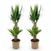Yucca Elephantipes Zimmerpflanze - Wenig Pflege, Höhe 75cm, Topf 17cm Bild 2