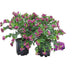 Polygala Shrub: Purple flowers, easy to care for, 45cm Bild 1