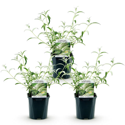 Buddleja davidii 'White Profusion' - Schmetterlingsflieder, 3 Pflanzen, Topf 17cm