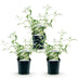 Buddleja davidii 'White Profusion' - Schmetterlingsflieder, 3 Pflanzen, Topf 17cm Bild 2