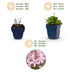 Green boutiQ - Stauden - Campanula posch. Lisduggan Sorte - Pfirsichblattglockenblume - Bodendecker - Weiß - 1 Pflanze - Topf 11cm - Höhe 15-25cm Bild 4
