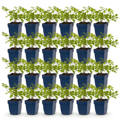 Green boutiQ - Perennial - Astilbe (J) Deutschland - Plume Spiraea - Shade - White - 24 Plants - Pot 11cm - Height 15-25cm