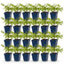 Green boutiQ - Perennial - Astilbe (J) Deutschland - Plume Spiraea - Shade - White - 24 Plants - Pot 11cm - Height 15-25cm Bild 12
