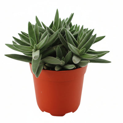 Crassula Tenelli Jade-Pflanze: Ø11cm Topf, 15cm hoch, pflegeleicht