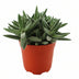 Crassula Tenelli Jade-Pflanze: Ø11cm Topf, 15cm hoch, pflegeleicht Bild 1