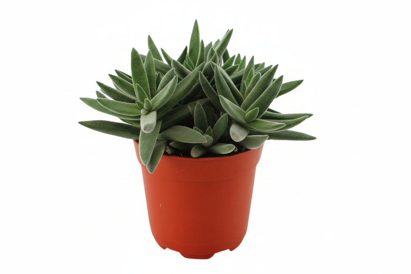 Dracaena surculosa
