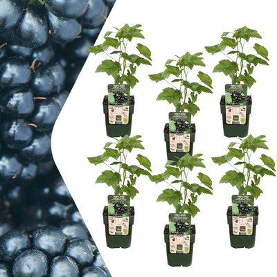 6x Bio-Brombeerpflanzen Ø 13cm, 20cm hoch