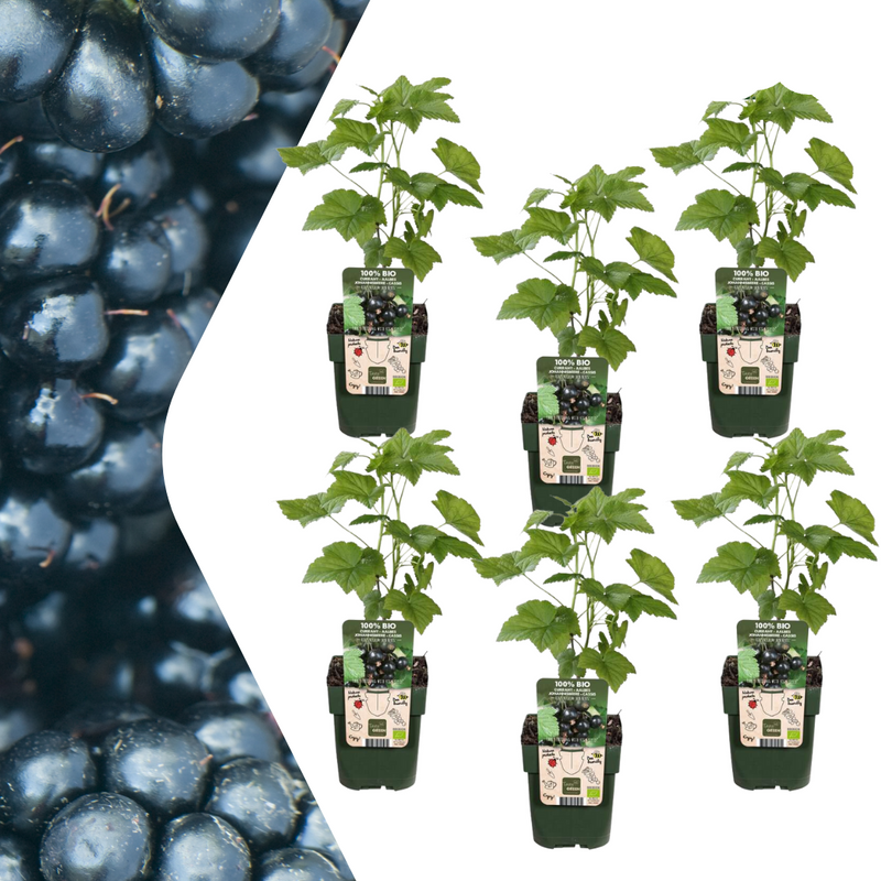 6x Organic Blackberry Plants Ø 13cm, 20cm high
