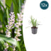 12x Liriope muscari 'Monroe White' - Gräserähnlich - Weiße Blütenrispen Bild 1
