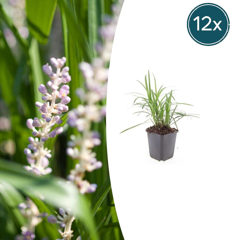 12x Liriope muscari 'Monroe White' - Gräserähnlich - Weiße Blütenrispen