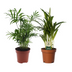 Dypsis lutescens & Chamadorea Duo im 12cm Topf, 40cm hoch Bild 1