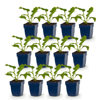 Green boutiQ - Stauden - Echinacea purp. Alba - Sonnenhut - Bienen- und Schmetterlingszieher - Weiß - 12 Pflanzen - Topf 11cm - Höhe 15-25cm