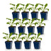 Green boutiQ - Stauden - Echinacea purp. Alba - Sonnenhut - Bienen- und Schmetterlingszieher - Weiß - 12 Pflanzen - Topf 11cm - Höhe 15-25cm Bild 2