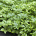 Pachysandra 'Green Carpet' - 6er Pack Bodendecker (10-25cm) Bild 5