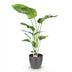 Strelitzia Nicolai (Paradiesvogelblume) – Topfpflanze, 110-120cm Bild 2