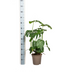 Monstera Deliciosa Tauerii im Ø21cm Topf, 70-90cm hoch Bild 2